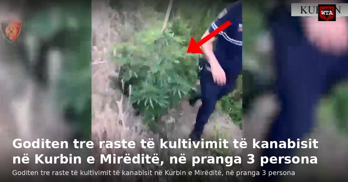 Goditen tre raste të kultivimit të kanabisit në Kurbin e Mirëditë, në pranga 3 persona