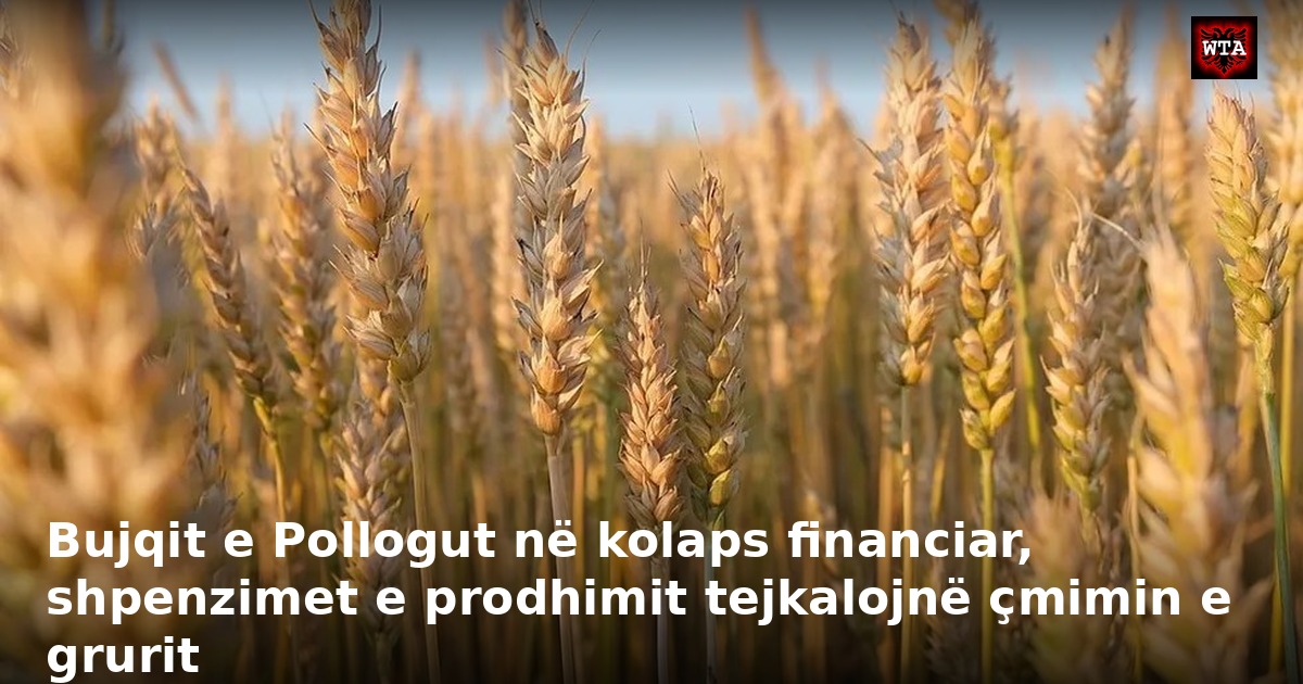 Bujqit e Pollogut në kolaps financiar, shpenzimet e prodhimit tejkalojnë çmimin e grurit