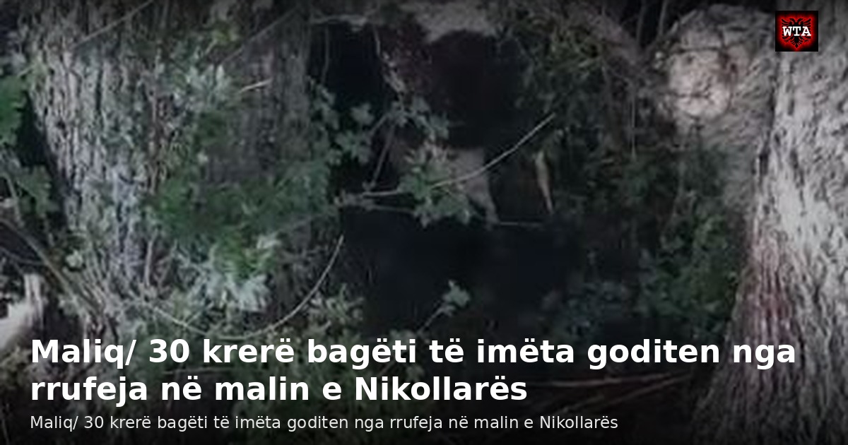 Maliq/ 30 krerë bagëti të imëta goditen nga rrufeja në malin e Nikollarës