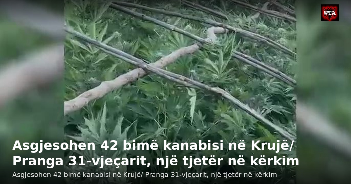 Asgjesohen 42 bimë kanabisi në Krujë/ Pranga 31-vjeçarit, një tjetër në kërkim