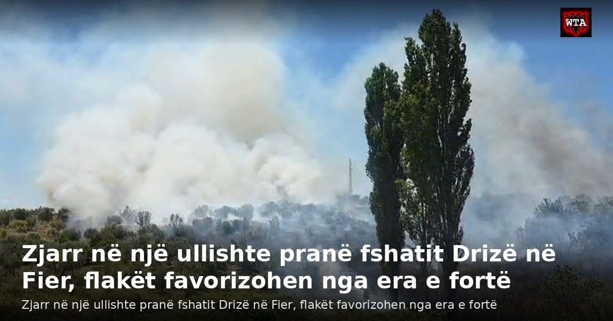 Zjarr në një ullishte pranë fshatit Drizë në Fier, flakët favorizohen nga era e fortë