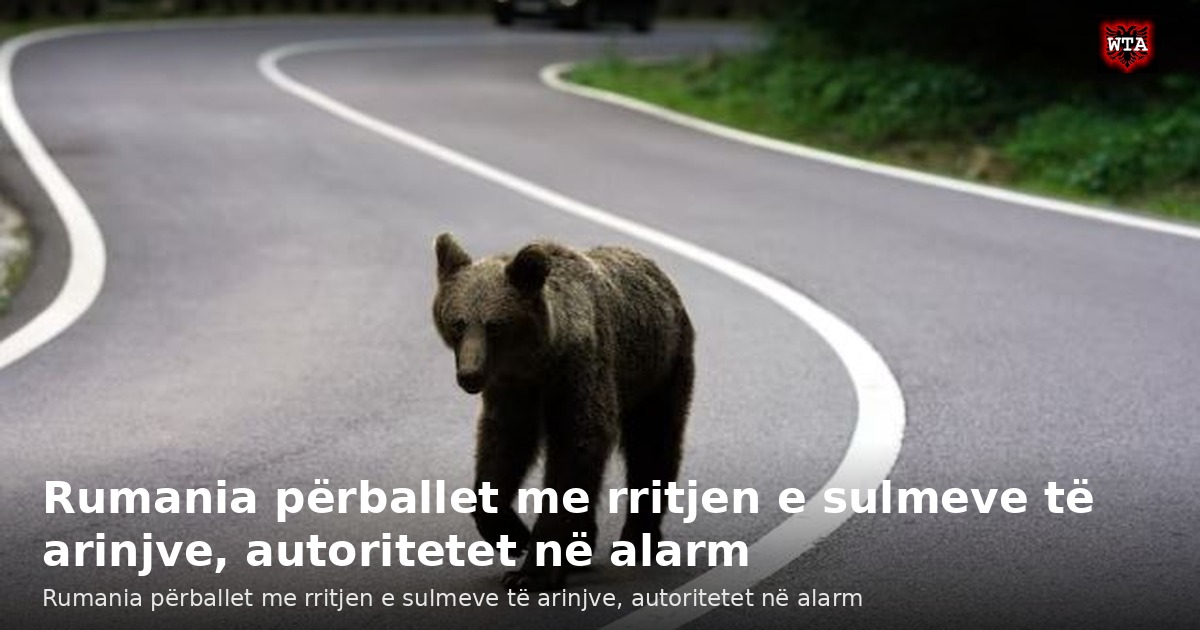 Rumania përballet me rritjen e sulmeve të arinjve, autoritetet në alarm