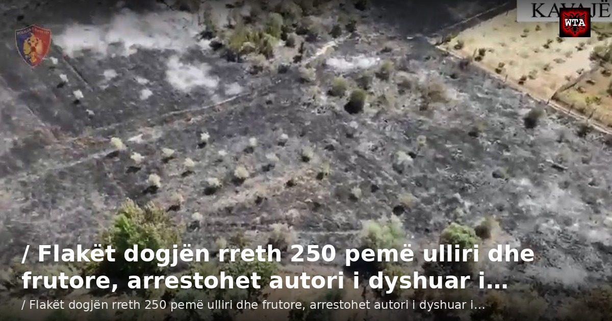 / Flakët dogjën rreth 250 pemë ulliri dhe frutore, arrestohet autori i dyshuar i…