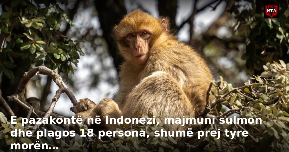 E pazakontë në Indonezi, majmuni sulmon dhe plagos 18 persona, shumë prej tyre morën…